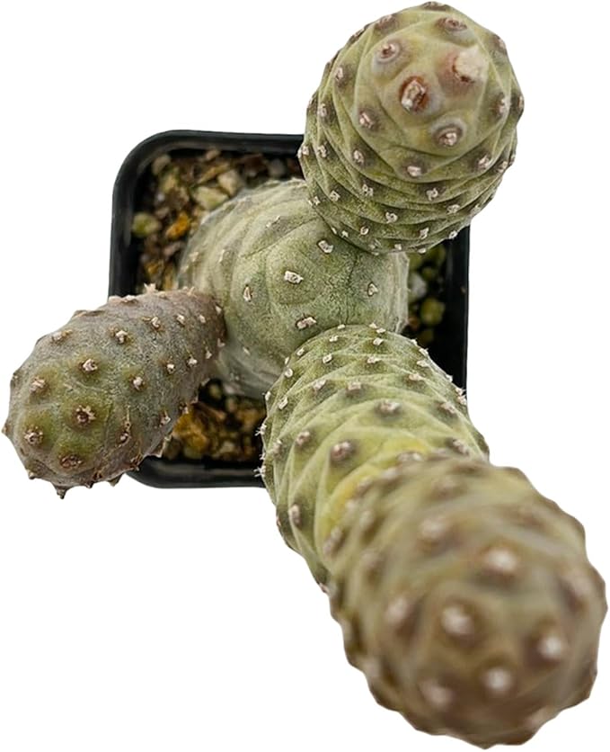 Sprout N Green Pine Cone Cactus, Live Cactus Plant Fully Rooted in 2" Pots with Soil Mix, Houseplant for Indoor Outdoor Home Office Décor