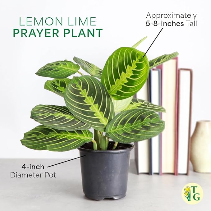 Thorsen's Greenhouse Lemon Lime Prayer Plant, Live Indoor Plant, Pet Friendly, Attractive Houseplant, Lemon Maranta, Natural Air Purifier, Easy to Grow, 4" Diameter Pot (Black - Hanging)