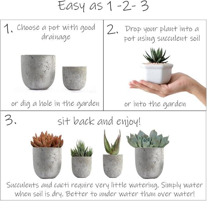 Altman Plants, Assorted Succulents Plants Live Houseplants (12PK), Succulent Plants Home Office Plants Live Indoor Plants, Live Plants Indoor House Plants, Easy Care Plants, Desk Plants Kitchen Plants