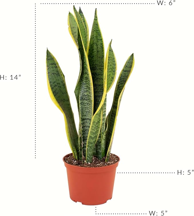 Shop Succulents Snake Plant, Live Indoor and Outdoor Sansevieria Laurentii Plant, Easy Care Tropical Houseplant in Nursery Pot, Air Purifying Plant in Soil, Housewarming, Home Décor, 1-2 Feet Tall