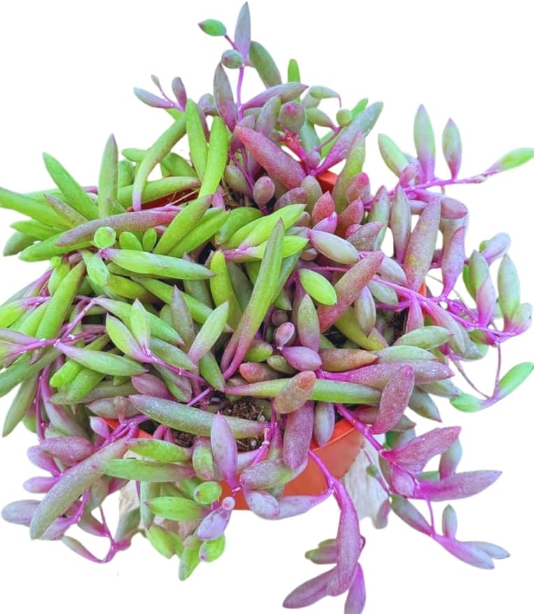 Live Succulent 4" Othonna Capensis Ruby Necklace, Succulents Plants Live, Succulent Plants Fully Rooted, House Plant for Home Office Decoration, DIY Projects, Party Favor Gift by The Succulent Cult
