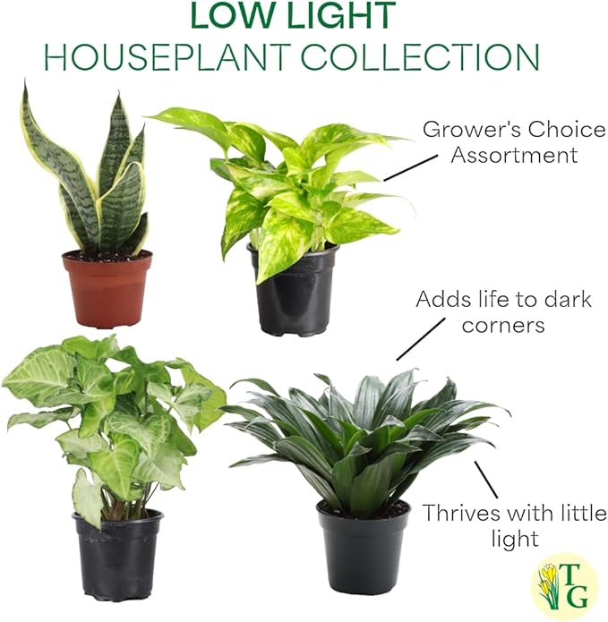 Thorsen's Greenhouse Live Low Light Houseplants (4 Pack), Easy to Grow Indoor Plants, Grower's Choice Bundle, 4-inch Diameter Established Plants, Nursery Pot (4-Pack)