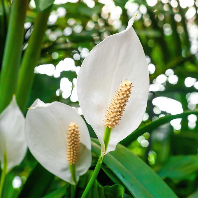 American Plant Exchange Peace Lily Spathiphyllum – 10-Inch Pot – Live Indoor Flowering Houseplant, Easy Care Low Light Plant for Home, Office, or Sympathy Gift Decor