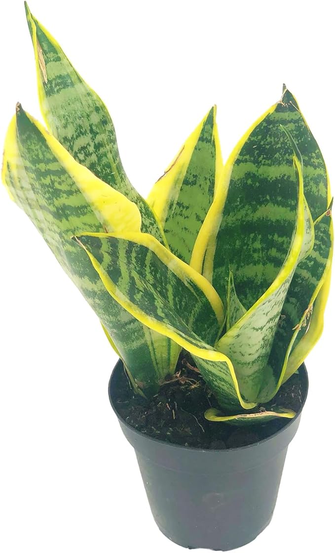 Live Snake Plant – Sansevieria Superba Trifasciata – ragnaroc Tropical Plant in 4” Pot +6” Plant Height, Indoor House Plant in Pot, Potted Succulent Plant