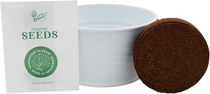 BUZZY Seeds Grow Your Own Christmas Tree Kit, Spruce Seed Starter Mini Basin in White with Coconut Husk Growing Medium, and Easy Instructions. DIY Gardening Gift, Stocking Stuffers for Nature Lovers