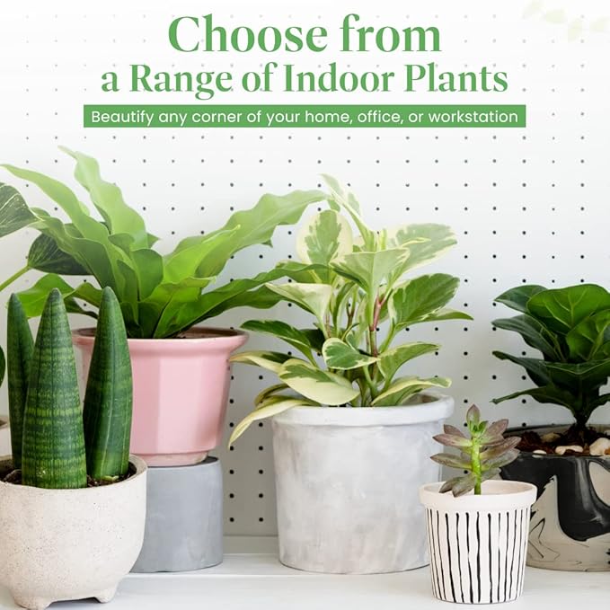 American Plant Exchange Dish Garden – 6-Inch with Pot Cover – Live Assorted Indoor Plants, Easy Care Greenery Arrangement for Office Desks, Tabletops, Gifts & Home or Apartment Décor