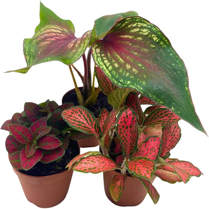 BubbleBlooms Red House Plants Foliage Assortment Set of 3 in 2 inch pots