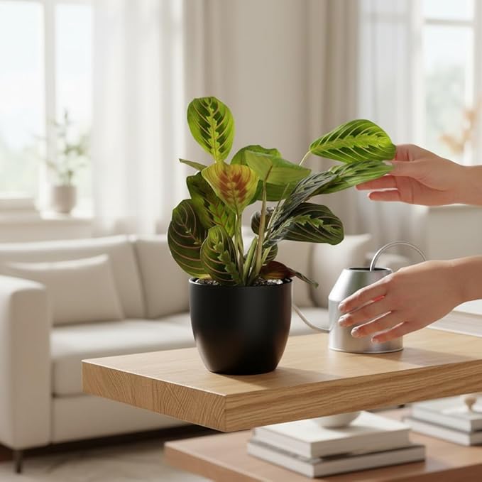 Live Plant, Red Maranta Prayer Plant, Pet Friendly, Air Purifying Plant, Easy Care, Easy to Grow Live Indoor Plant, Houseplant, Rare Indoor Plant, Home Décor 4.7 inch Pot (Black)