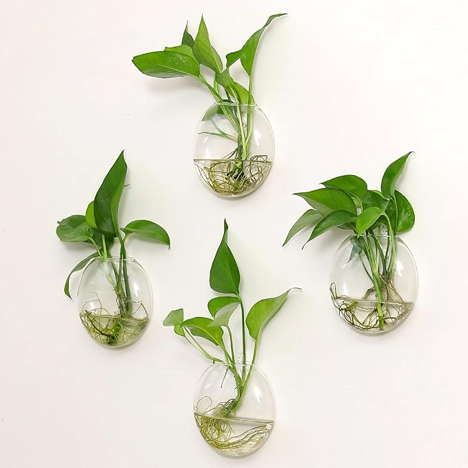 Kingbuy Wall Hanging Glass Planter Propagation Station - 2 Pack Oblate Globe Wall-Mounted Vases for Indoor Hydroponic Air Plants Bathroom Living Room Office Decor Gift for Women, Mom, Plants Lovers