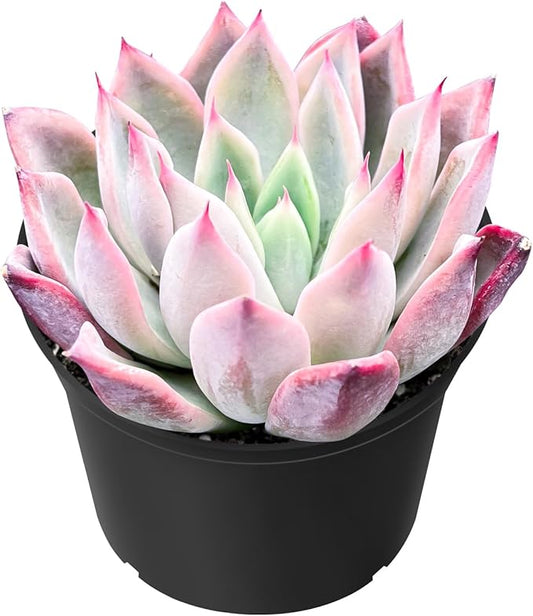 Sprout N Green Echeveria 'Aranjuez', Live Succulent Plant Fully Rooted in 2" Pot, Plant for Indoor Outdoor Home Office Wedding Decor DIY Project Party Favor, Pet Friendly, Easy to Care