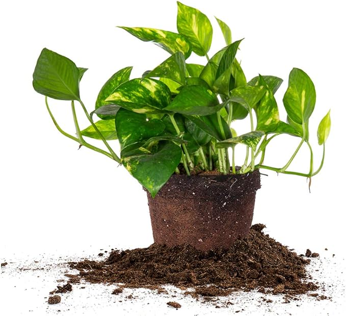 Perfect Plants Golden Pothos in 6 in. Grower's Pot | Epipremnum aureum Devil's Ivy | Easy Care Houseplant | Perfect for Low to Moderate Light Conditions | Air Purifying