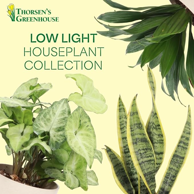 Thorsen's Greenhouse Live Low Light Houseplants (3 Pack), Easy to Grow Indoor Plants, Grower's Choice Bundle, 4-inch Diameter Established Plants, Decorative Coffee Ruffled Pot (3-Pack)
