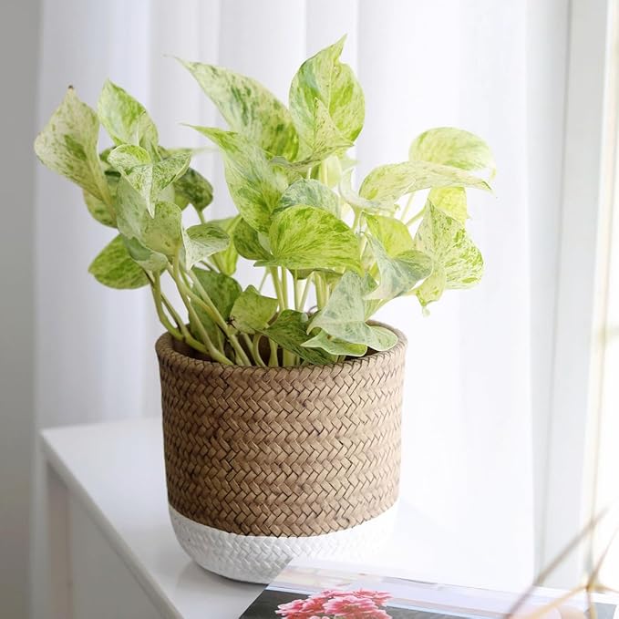 Pothos 'Marble Queen' (4 inch) - Air-Purifying Houseplants - 4/6 inch Unique Live Decorative Houseplants - Low-Maintenance Indoor Plants, House Warming Gift, Natural Air Purifier