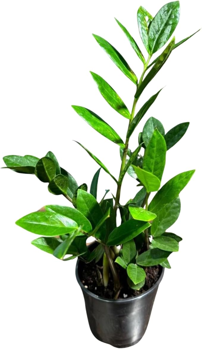 PLANTVERS Green ZZ Plant – Zamioculcas Zamiifolia | Hardy Tropical Foliage with Upright Glossy Leaves | Low-Light Tolerant & Easy Care for Home or Office Display (4" Grow Pot)