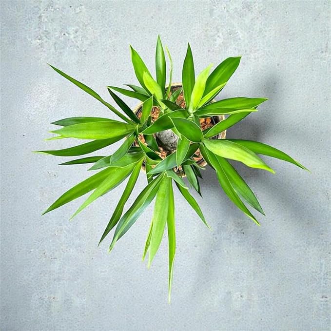 Yucca Cane – 10 Inches Grower Pot – Live Indoor/Outdoor Air Purifying Plant – Drought-Tolerant Easy Care Tropical Houseplant for Home or Office Décor