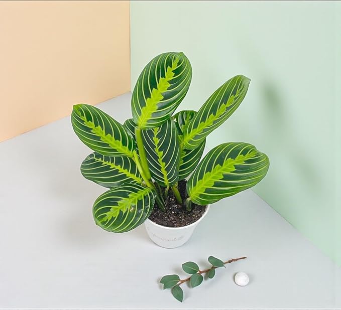 Live Plant, Lemon Lime Maranta Prayer Plant, Pet Friendly, Air Purifying Plant, Easy Care, Easy to Grow Live Indoor Plant, Houseplant, Rare Indoor Plant, Home Décor 4 inch White Pot