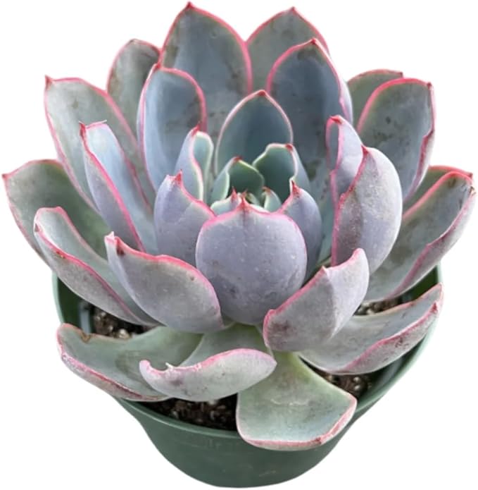 Live Succulent Plants Echeveria 'Herra', Easy Care Potted Succulents in 4" Pots, Indoor Houseplant, Unique Gifts, Home Office Décor