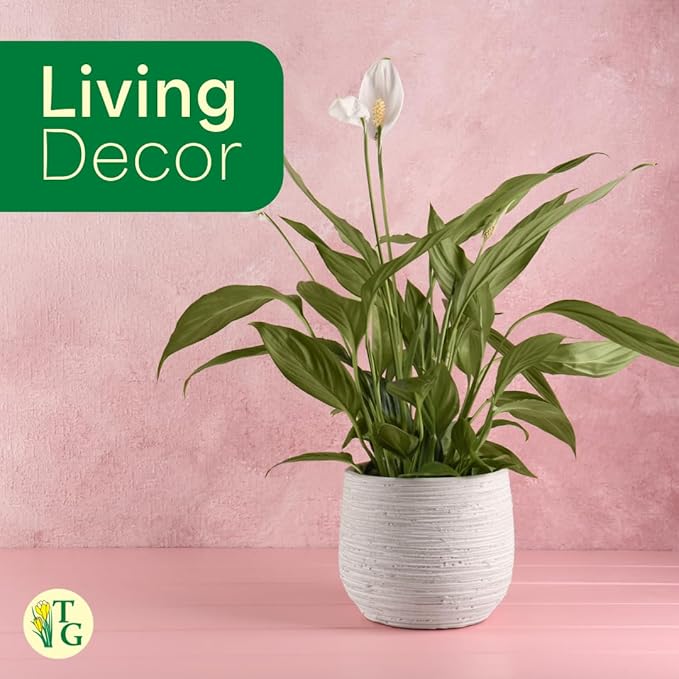 Thorsen's Greenhouse Live Peace Lily Plant, Spathyphylum, Low Light, Natural Air Purifier Live Indoor Plant, 4" Diameter Pot (Growers Pot, 4-inch Pot)