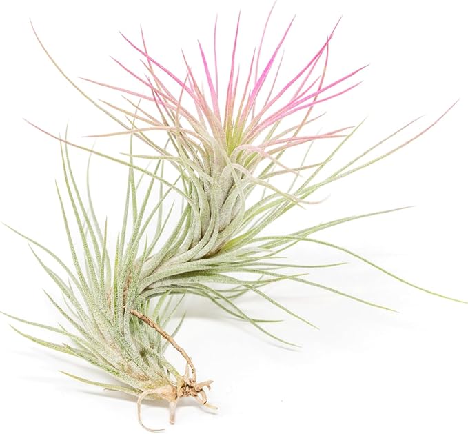 Fuchsia Colorful Tillandsia Air Plants - Long Lasting Color Enhanced Live Tillandsia Succulent House Plants - Home and Garden Decor - Easy Care Indoor/Outdoor Plants (Funckiana, Single)