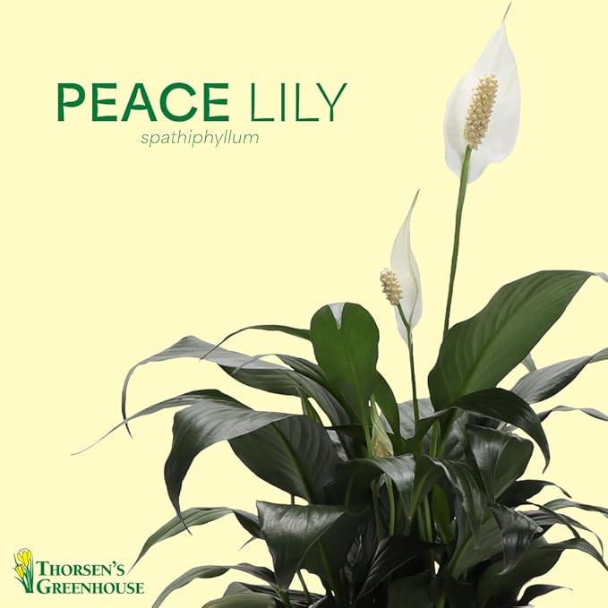 Thorsen's Greenhouse Live Peace Lily Plant, Spathyphylum, Low Light, Natural Air Purifier Live Indoor Plant, 4" Diameter Pot (Copper, 4-inch Pot)