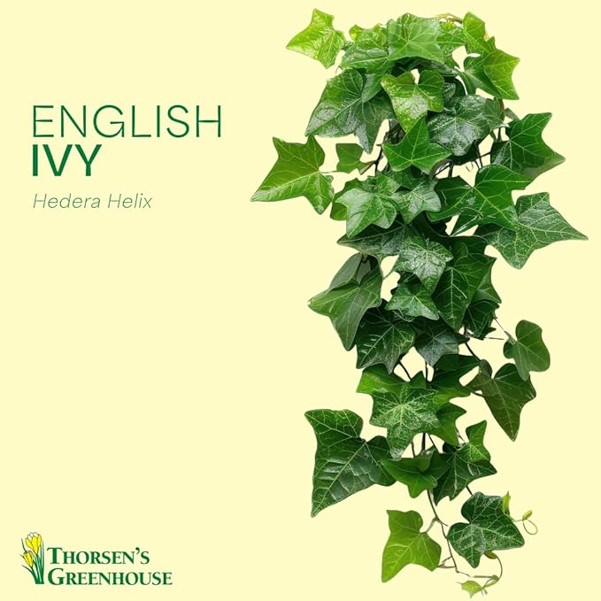 Thorsen's Greenhouse Live Green English Ivy Plant, Hedera Helix, Natural Air Purifier, Easy to Grow, Live Indoor Houseplant, 4" Diameter Pot (Coffee)