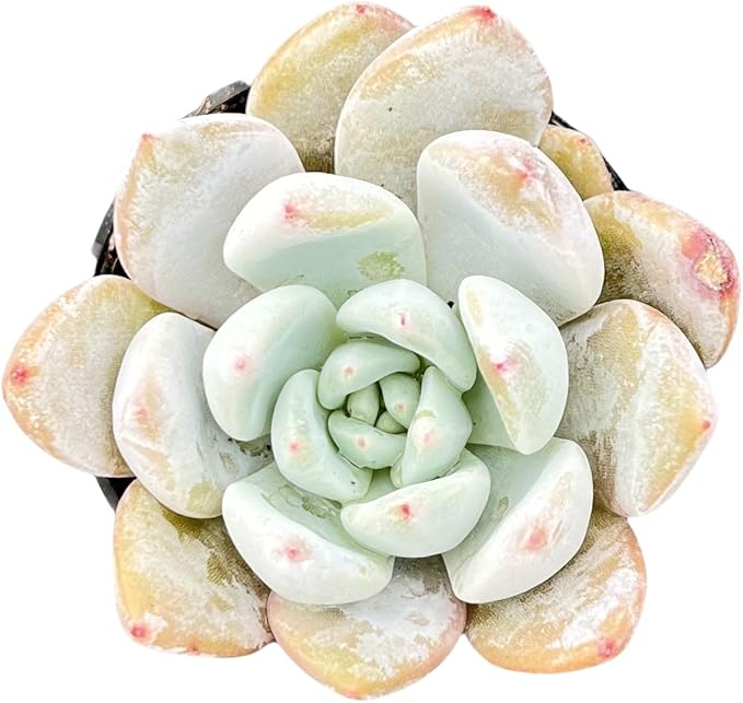 Sprout N Green x Graptoveria 'Orange Stone', 1 Live Succulent Plant Fully Rooted in 2" Pot, House Plant for Indoor Outdoor Home Office Wedding Decoration DIY Project Party Favor
