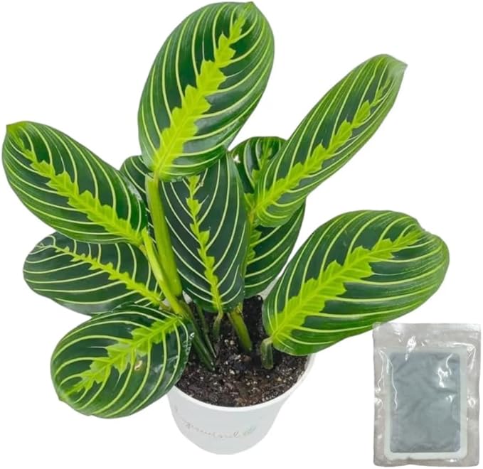 Live Plant, Lemon Lime Maranta Prayer Plant, Pet Friendly, Air Purifying, Easy Care, Easy to Grow Live Indoor Plant, Houseplant, Rare Plant, Home Décor 4 inch White Pot (Heat Pack Included)