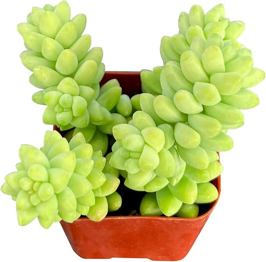 Sprout N Green Donkey's Tail, Live Sedum Morganianum-Burro's Tail Succulent Rooted in 2" Pot, House Plant for Indoor Outdoor Home Office Wedding Decoration Party Favor, Easy to Care, Pets Friendly