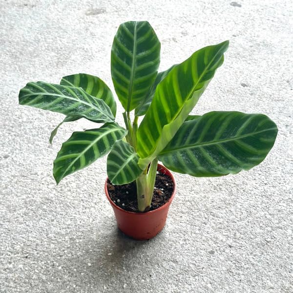 Calathea Zebrina Live Plant in 4" Pot - Calathea Plants Live - Pet Safe Easy to Grow Air Purifying Indoor House Plants Flowers for Home Office Wedding Decor & Birthday Gift(Heat Pack Included)
