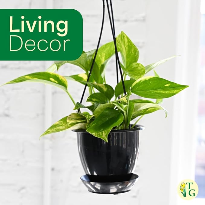 Thorsen's Greenhouse Golden Pothos, Live Indoor Vining Plant, Easy to Grow, Variegated Houseplant, Natural Air Purifier (Terra Cotta, 4-inch Pot)
