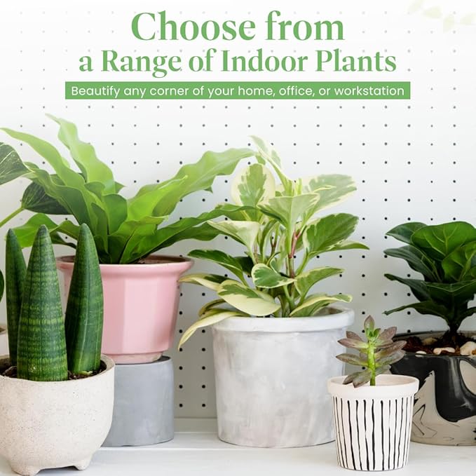 American Plant Exchange Bird’s Nest Fern – 6-Inch Pot – Live Easy Care Indoor Houseplant, Air-Purifying, Pet-Friendly Tropical Plant for Bathrooms, Bedrooms & Home or Office Décor