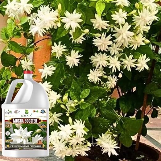 Sovata® Mogra Booster, Essential Organic Powerful Liquid Fertilizer for heavy flowering and fast growth of Mogra Plants. (500 ml)