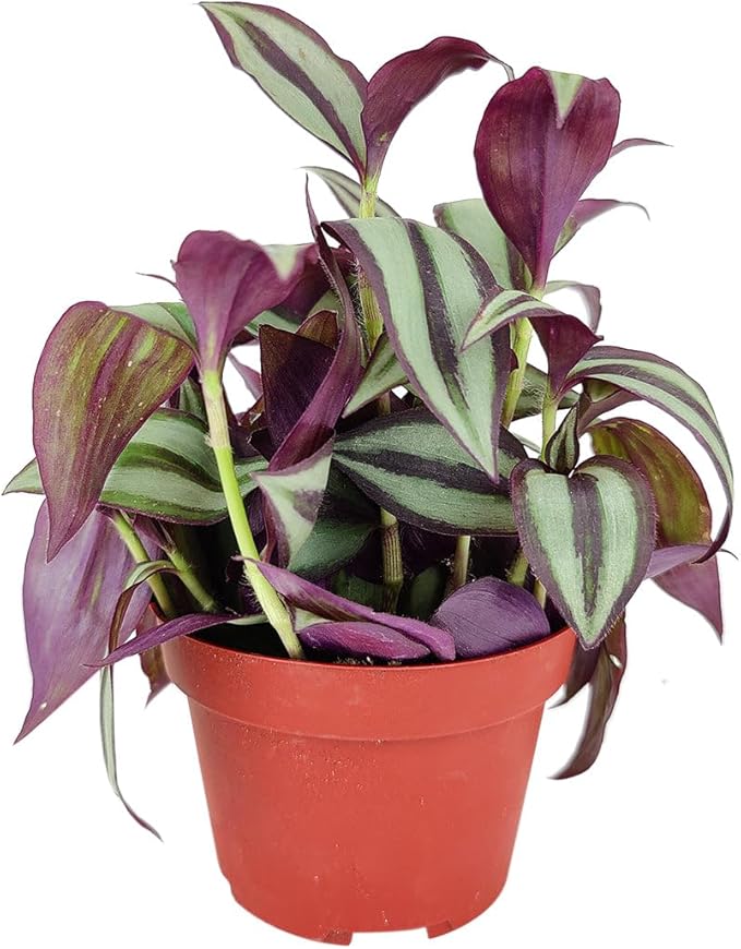 Tradescantia Zebrina 'Wandering Dude' (4 inch) - Air-Purifying Houseplants - 4/6 inch Unique Live Decorative Houseplants - Low-Maintenance Indoor Plants, House Warming Gift, Natural Air Purifier