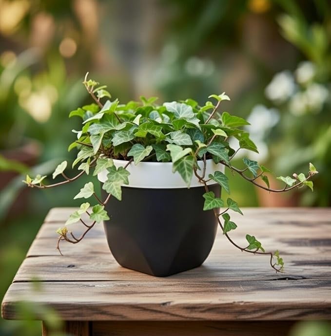 Hosley Grower Versa Pot - Your Choice of Color and Size. Ideal for Weddings Party Home Decor Office Spa K9 (6.5", Black)