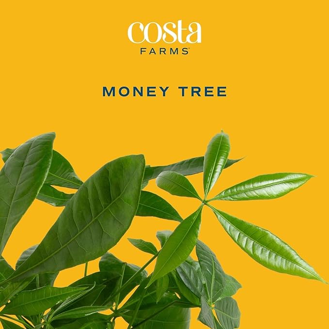 Costa Farms Live Money Tree (Pachira Aquatica), 3-4 Feet Tall, Large Indoor Plant with Braided Trunk, Easy Care Floor Plant in 10-Inch Plant Pot, Pet Friendly Housewarming Gift & Office Decor