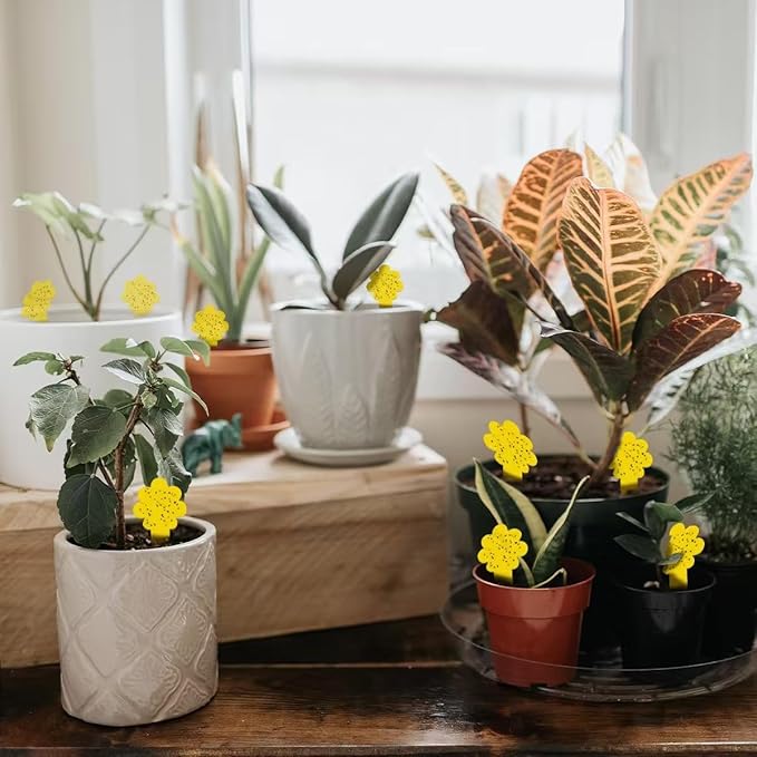 Sticky Yellow Fungus Gnat Traps, Easier to Use, No Touching Glue Or Bugs, Targets Species for Gnat, Fruit Fly & Pests, Thoughtfully Designed, High Capture Rate, Kid & Pet Safe, 36 Traps