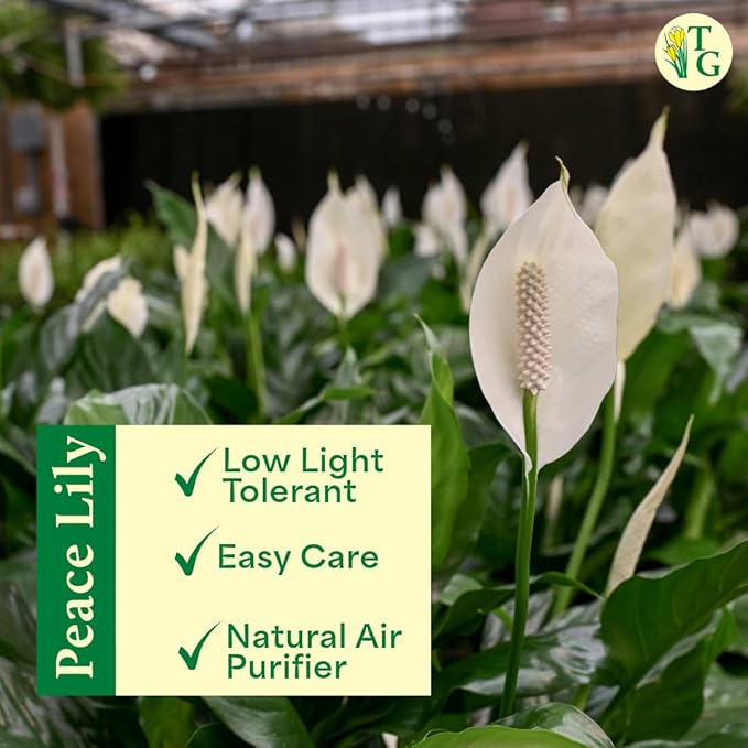 Thorsen's Greenhouse Live Peace Lily Plant, Spathyphylum, Low Light, Natural Air Purifier Live Indoor Plant, 4" Diameter Pot (Natural, 4-inch Pot)