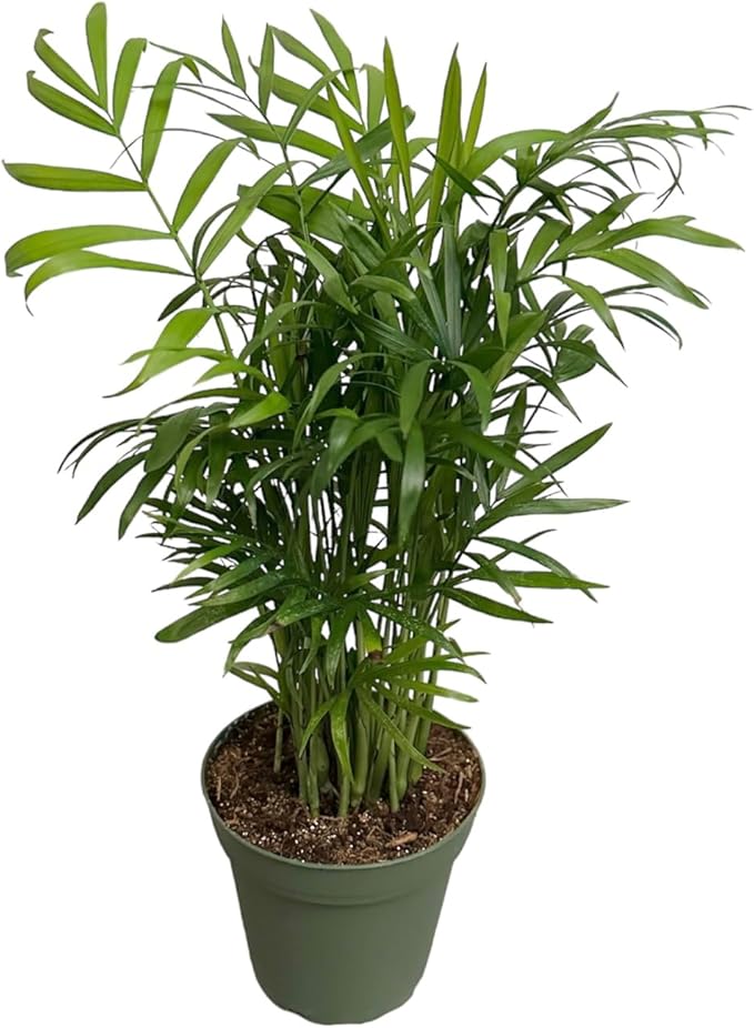 Parlor Palm, Pet-Friendly, Air Purifying Plant, Live Indoor Plant, Neanthe Bella Palm, Easy Care and Easy to Grow and Low Maintenance Live Houseplant in 4 inch Pot