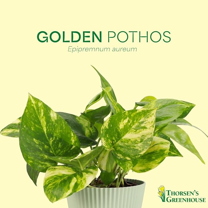 Thorsen's Greenhouse Golden Pothos, Live Indoor Vining Plant, Easy to Grow, Variegated Houseplant, Natural Air Purifier (Terra Cotta, 4-inch Pot)