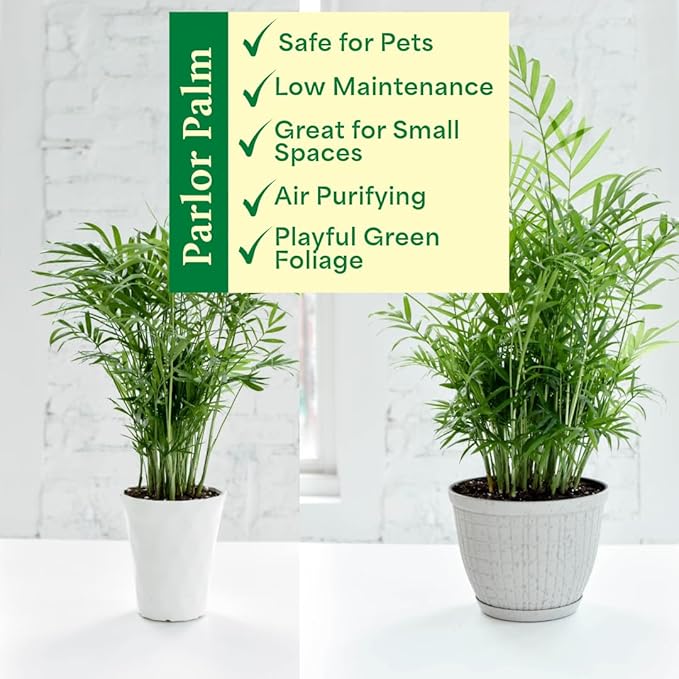 Thorsen's Greenhouse Parlor Palm Plant, Live Indoor Plant, Neanthe Bella Palm, Natural Air Purifier, Easy to Grow, Pet Safe Plant, 4-inch Diameter Pot