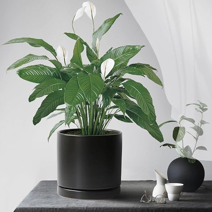Yukfona Ceramic Plant Saucer Pot Tray 10 Inch, Planter Saucers 4 5 6 7 8 9 10 11 12 13 Inch for Indoors Outdoor, Durable Sturdy Flower Drainage drip Water Tray for Glazed Pots Base (10.7 Inch-Black)