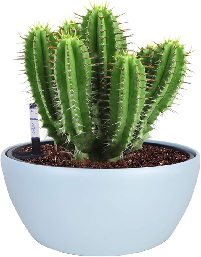 Vencer 11 Inch Plastic Round Self Watering Planter,Water Indicator,Modern Decorative Planter Pot for All House Plants Flowers, Herbs, Vegetables, Tropical,Ice Blue,VF-048B