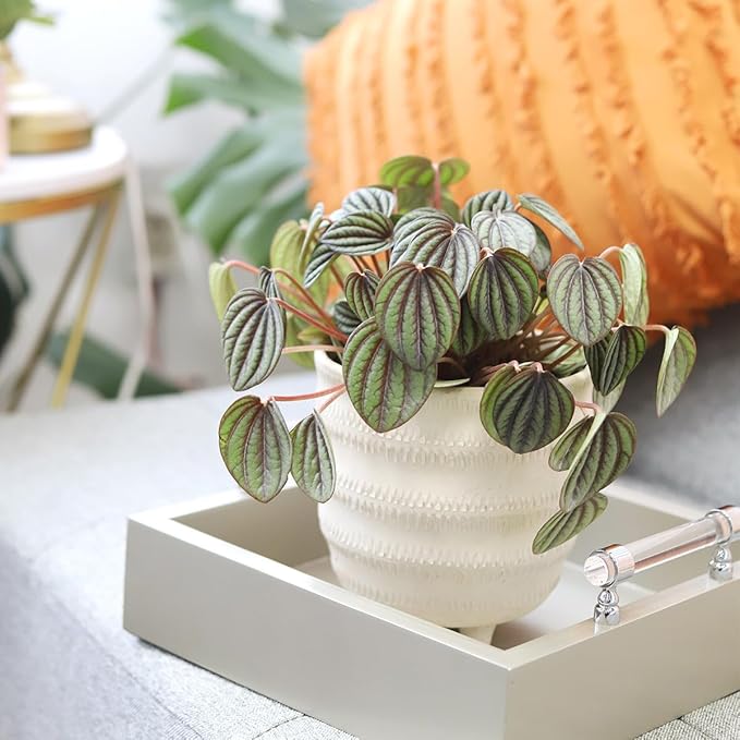Peperomia Piccolo Banda (4 inch) - Air-Purifying Houseplants - 4/6 inch Unique Live Decorative Houseplants - Low-Maintenance Indoor Plants, House Warming Gift, Natural Air Purifier