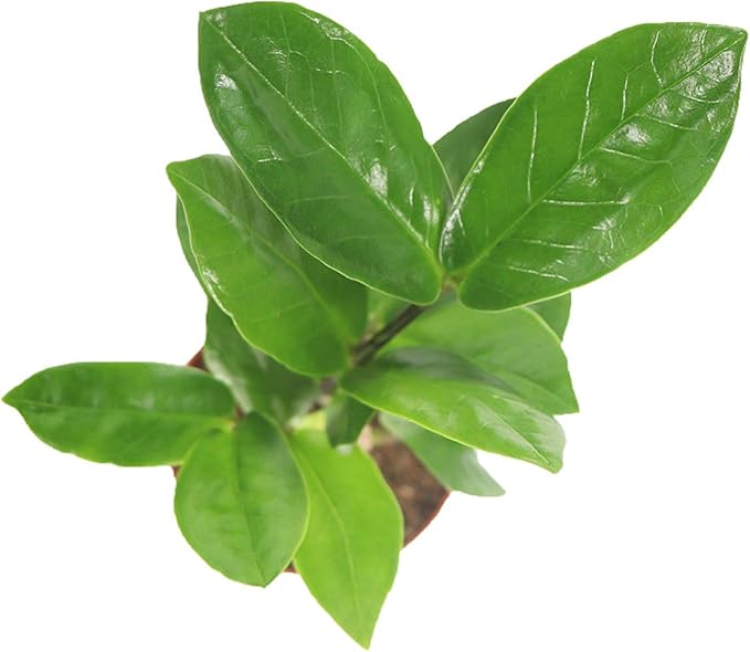 ZZ Plant - 2" from California Tropicals