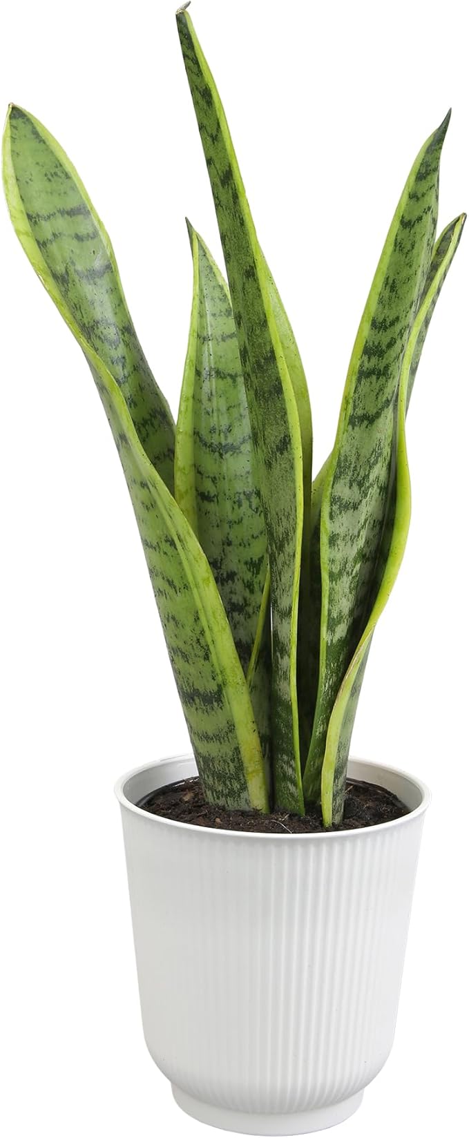 Altman Plants Sansevieria Laurentii Snake Plants (Approx. 10" Tall) in White Planter, Variegated Snake Plant Decor, Easy Plant Gift & Desk Plant, Live Snake Plant Live Indoor with Pot, Air Purifying