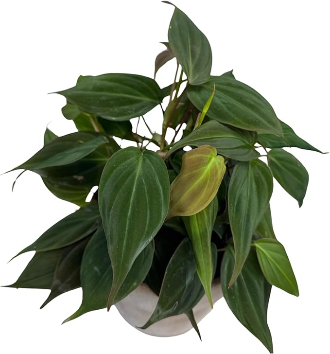 PLANTVERS Philodendron Mican in a 4" Grow Pot - Velvet Leaf Philodendron – Vining Indoor Plant – Easy Care Low Maintenance Houseplant – Low Light Trailing Indoor Plant