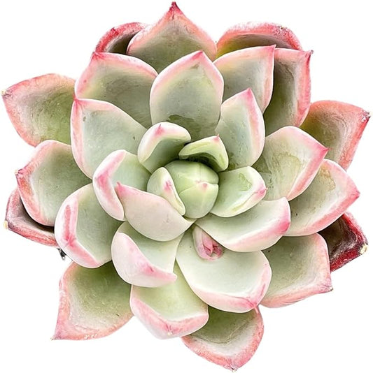 Sprout N Green Echeveria 'Aranjuez', Live Succulent Plant Fully Rooted in 2" Pot, Plant for Indoor Outdoor Home Office Wedding Decor DIY Project Party Favor, Pet Friendly, Easy to Care