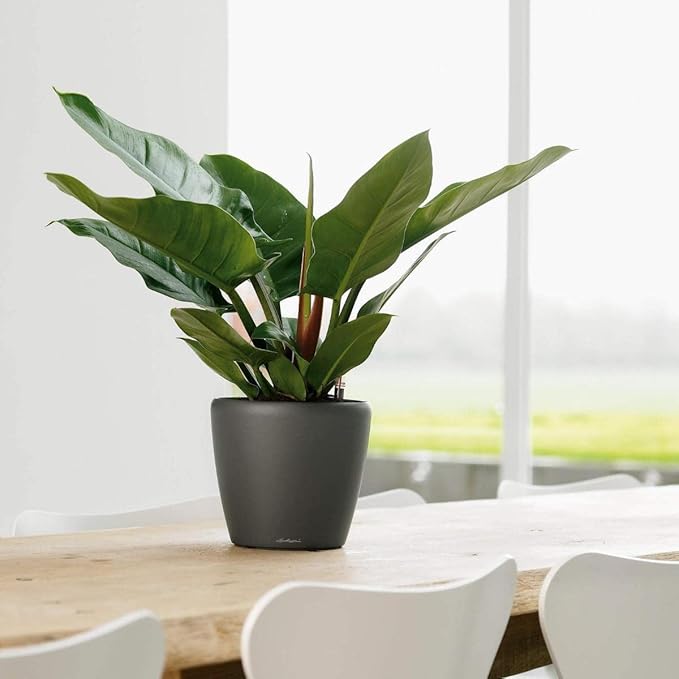 Lechuza Classico LS 21 Charcoal Metallic, Self-Watering Round Planter, D8.3 H7.9 in