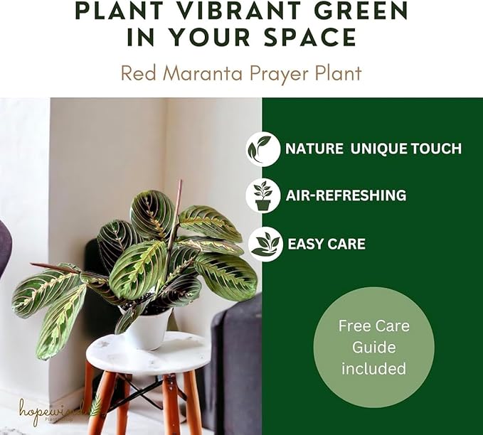 Live Plant, Red Maranta Prayer Plant, Pet Friendly, Air Purifying Plant, Easy Care, Easy to Grow Live Indoor Plant, Houseplant, Rare Indoor Plant, Home Décor Pot (White)