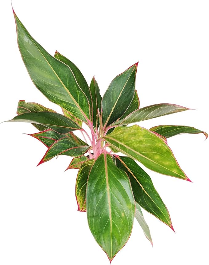 Chinese Evergreen 'Red Siam' (4 inch) - Air-Purifying Houseplants - 4/6 inch Unique Live Decorative Houseplants - Low-Maintenance Indoor Plants, House Warming Gift, Natural Air Purifier